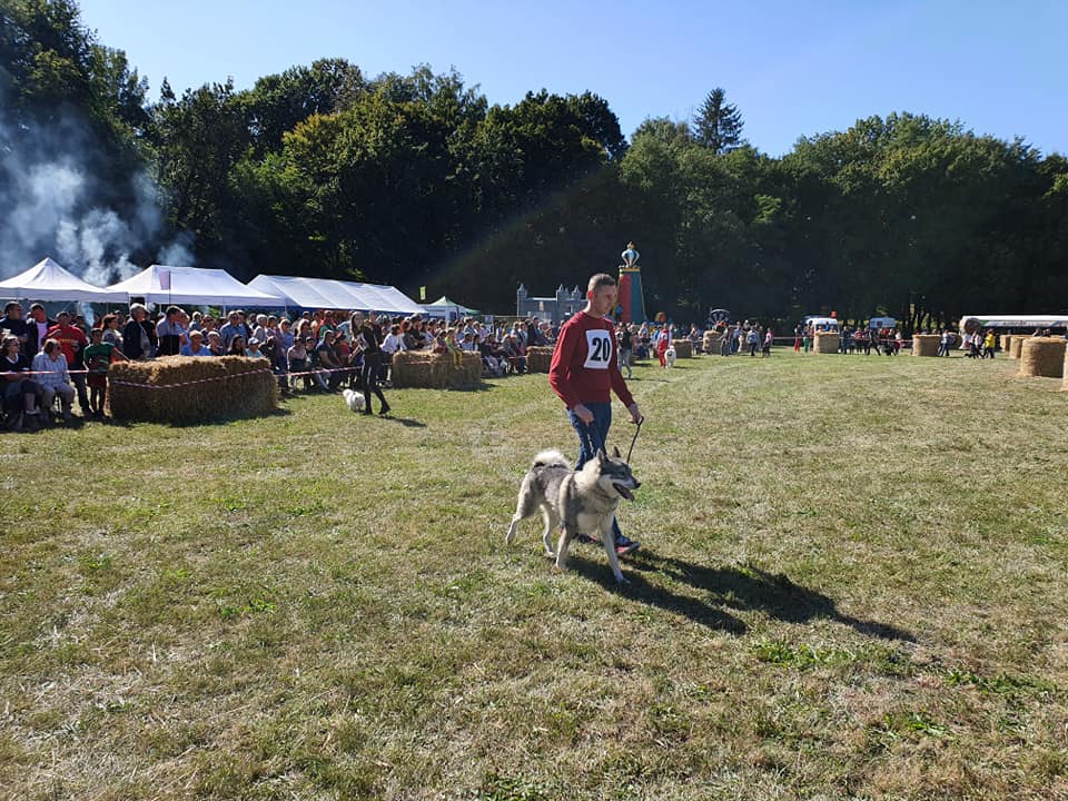 Človek pes a kon 2019 snina